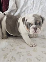 Hope, a female English Bulldog for sale in Stanley, VA – Photo 3 of 4