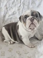 Hope, a female English Bulldog for sale in Stanley, VA – Photo 2 of 4