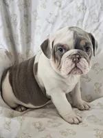 Hope, a female English Bulldog for sale in Stanley, VA – Photo 4 of 4