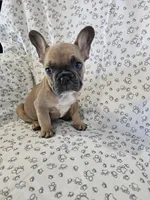 Faith, a female French Bulldog for sale in Stanley, VA – 2 of 4