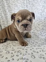 Izzy , a female English Bulldog for sale in Stanley, VA – 1 of 4
