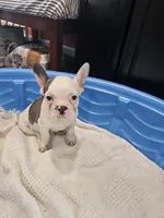 Hope, a female French Bulldog for sale in Stanley, VA – 3 of 4