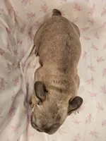 Elsa, a female French Bulldog for sale in Stanley, VA – 2 of 4