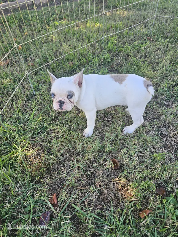 Dolly – French Bulldog puppy for sale in Stanley, VA