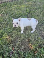 Dolly, a female French Bulldog for sale in Stanley, VA – 1 of 3
