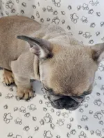 Faith, a female French Bulldog for sale in Stanley, VA – 3 of 4
