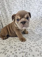 Izzy , a female English Bulldog for sale in Stanley, VA – 2 of 4