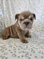 Izzy , a female English Bulldog for sale in Stanley, VA – 3 of 4