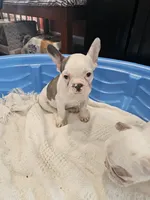 Hope, a female French Bulldog for sale in Stanley, VA – 2 of 4