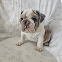 Faith, a female English Bulldog for sale in Stanley, VA – Photo 2 of 6