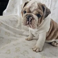 Faith, a female English Bulldog for sale in Stanley, VA – Photo 5 of 6