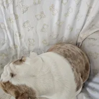 Faith, a female English Bulldog for sale in Stanley, VA – Photo 3 of 6