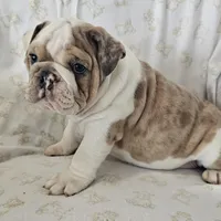 Faith, a female English Bulldog for sale in Stanley, VA – Photo 6 of 6