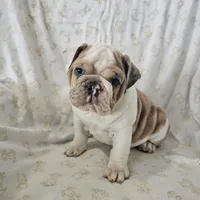 Faith, a female English Bulldog for sale in Stanley, VA – Photo 1 of 6