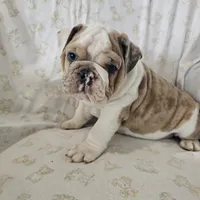 Faith, a female English Bulldog for sale in Stanley, VA – Photo 4 of 6