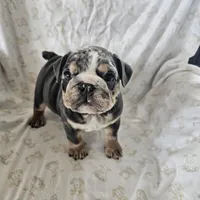 Merry, a female English Bulldog for sale in Stanley, VA – Photo 1 of 6