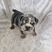 Merry, a female English Bulldog for sale in Stanley, VA – Photo 3 of 6