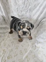 Merry, a female English Bulldog for sale in Stanley, VA – Photo 3 of 6