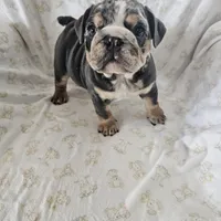 Merry, a female English Bulldog for sale in Stanley, VA – Photo 6 of 6