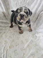 Merry, a female English Bulldog for sale in Stanley, VA – Photo 6 of 6