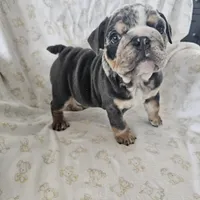 Merry, a female English Bulldog for sale in Stanley, VA – Photo 5 of 6