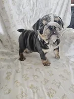 Merry, a female English Bulldog for sale in Stanley, VA – Photo 5 of 6