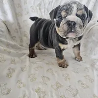 Merry, a female English Bulldog for sale in Stanley, VA – Photo 2 of 6