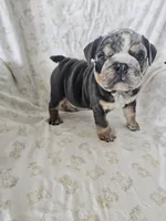 Merry, a female English Bulldog for sale in Stanley, VA – Photo 2 of 6