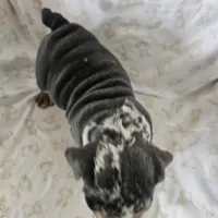 Merry, a female English Bulldog for sale in Stanley, VA – Photo 4 of 6