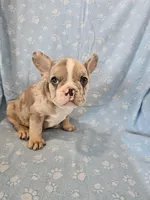 Stitch, a male French Bulldog for sale in Stanley, VA – Photo 2 of 3