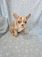 Stitch, a male French Bulldog for sale in Stanley, VA – Photo 1 of 3