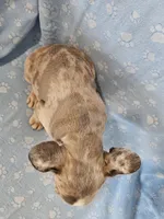 Stitch, a male French Bulldog for sale in Stanley, VA – Photo 3 of 3