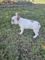 Dolly, a female French Bulldog for sale in Stanley, VA – 3 of 3