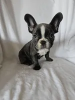 Cosmo, a male French Bulldog for sale in Stanley, VA – Photo 3 of 3