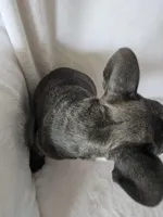 Cosmo, a male French Bulldog for sale in Stanley, VA – Photo 2 of 3