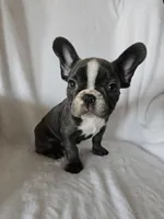 Cosmo, a male French Bulldog for sale in Stanley, VA – Photo 1 of 3