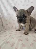 Elsa, a female French Bulldog for sale in Stanley, VA – 1 of 4