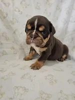 Clara, a female English Bulldog for sale in Stanley, VA – Photo 1 of 3