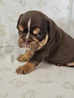 Clara, a female English Bulldog for sale in Stanley, VA – Photo 3 of 3