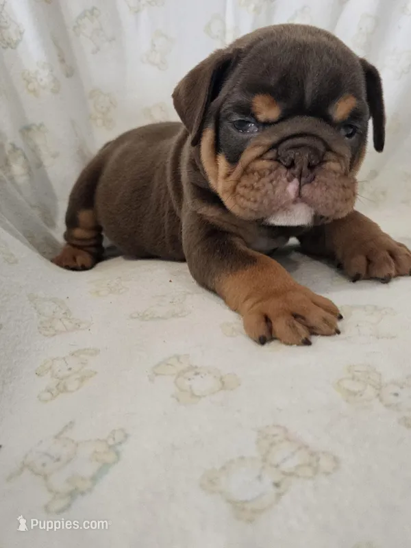 Hank, a male English Bulldog for sale in Stanley, VA – Photo 1 of 5