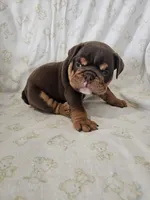 Hank, a male English Bulldog for sale in Stanley, VA – Photo 3 of 5