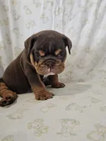 Hank, a male English Bulldog for sale in Stanley, VA – Photo 2 of 5