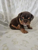 Hank, a male English Bulldog for sale in Stanley, VA – Photo 5 of 5