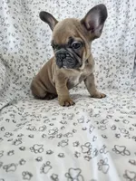 Amos, a male French Bulldog for sale in Stanley, VA – Photo 3 of 3