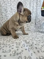 Amos, a male French Bulldog for sale in Stanley, VA – Photo 2 of 3