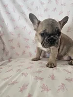 Elsa, a female French Bulldog for sale in Stanley, VA – 3 of 4