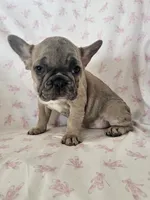 Elsa, a female French Bulldog for sale in Stanley, VA – 4 of 4