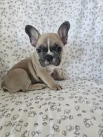 processed/3f4dff0d-75be-4ad0-8fba-c4e0303001b7/listing/c2d8f933-66e1-4ff4-b23f-75f42623013b/f3d2c3b0-6b94-4f09-8c53-8fd6003c5207