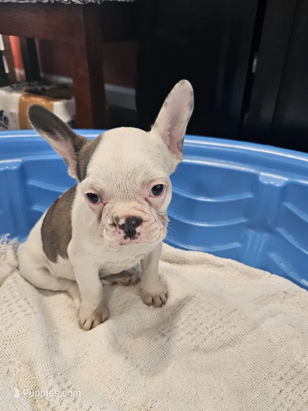 Hope – French Bulldog puppy for sale in Stanley, VA