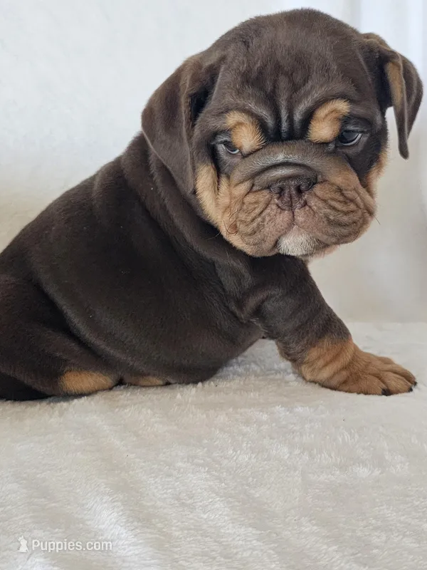 Elsa – English Bulldog puppy for sale in Stanley, VA